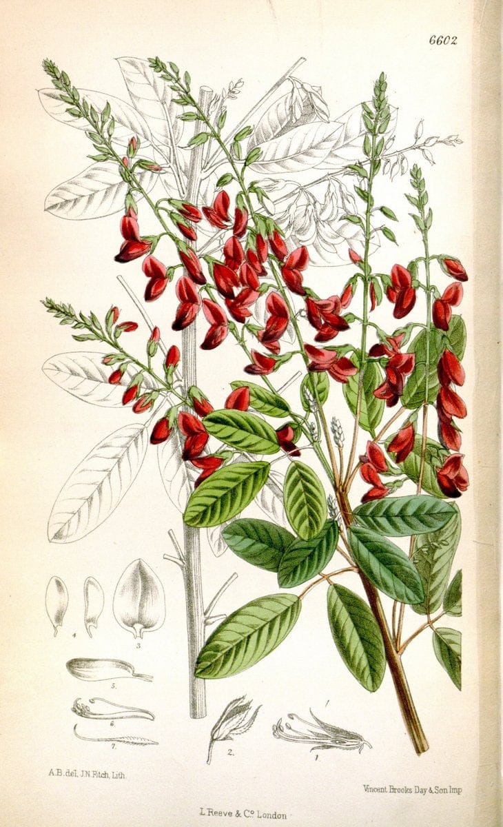 Curtis's botanical magazine. London ; New York [etc.] :Academic Press [etc.]. | "Botanical illustration" Botany Periodicals "Pictorial works" "Plants, Ornamental"  | Vintage Print Reproduction 452148