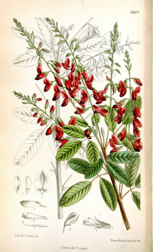 Curtis's botanical magazine. London ; New York [etc.] :Academic Press [etc.]. | "Botanical illustration" Botany Periodicals "Pictorial works" "Plants, Ornamental"  | Vintage Print Reproduction 452148