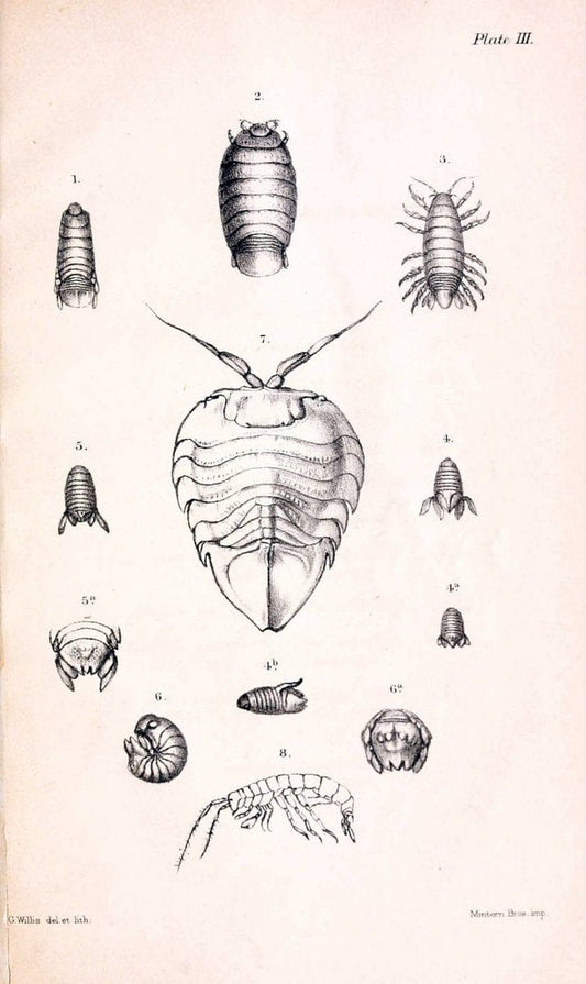 Catalogue of the stalk- and sessile-eyed crustacea of New Zealand /.London :E.W. Janson,1876.  | Classification Crustacea "New Zealand" | Vintage Print Reproduction 452149