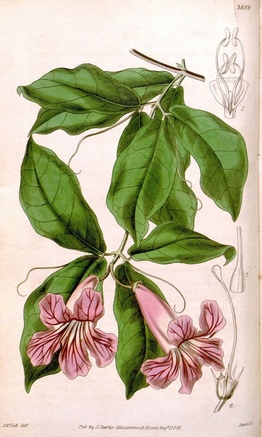 Curtis's botanical magazine. London ; New York [etc.] :Academic Press [etc.]. | "Botanical illustration" Botany Periodicals "Pictorial works" "Plants, Ornamental"  | Vintage Print Reproduction 452150