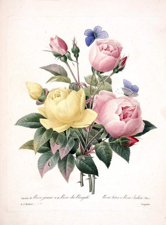 Choix des plus belles fleurs :.Paris:Ernest Panckoucke,[1833].. |  | Vintage Print Reproduction 452151
