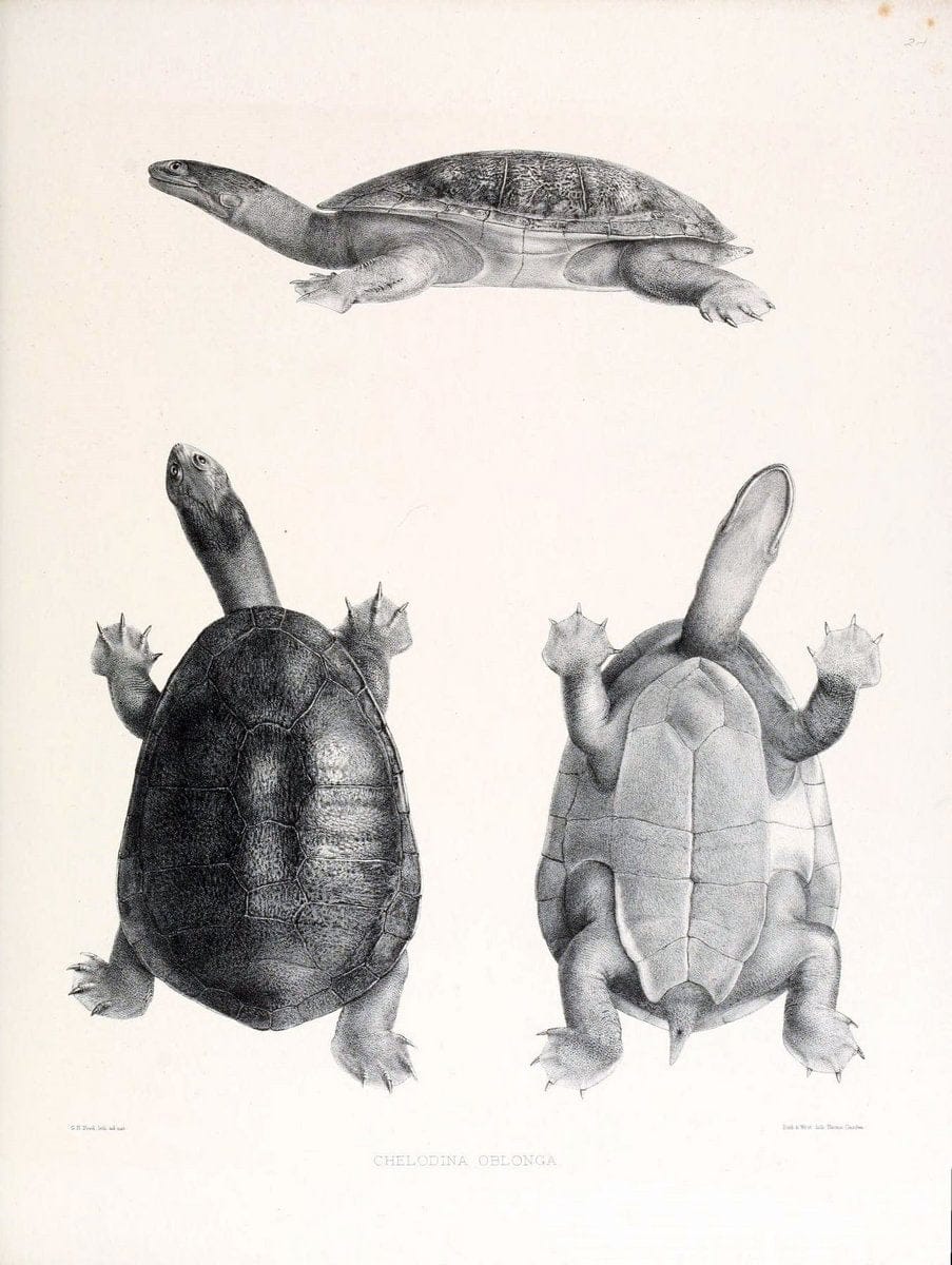 Catalogue of shield reptiles in the collection of the British Museum /.London :Printed by order of the Trustees,1855-1872.  | Vintage Print Reproduction 452152