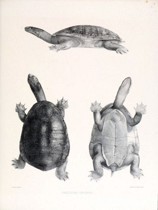 Catalogue of shield reptiles in the collection of the British Museum /.London :Printed by order of the Trustees,1855-1872.  | Vintage Print Reproduction 452152