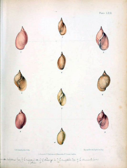 Conchologia indica,.London,1870-1876.. |  | Vintage Print Reproduction 452153