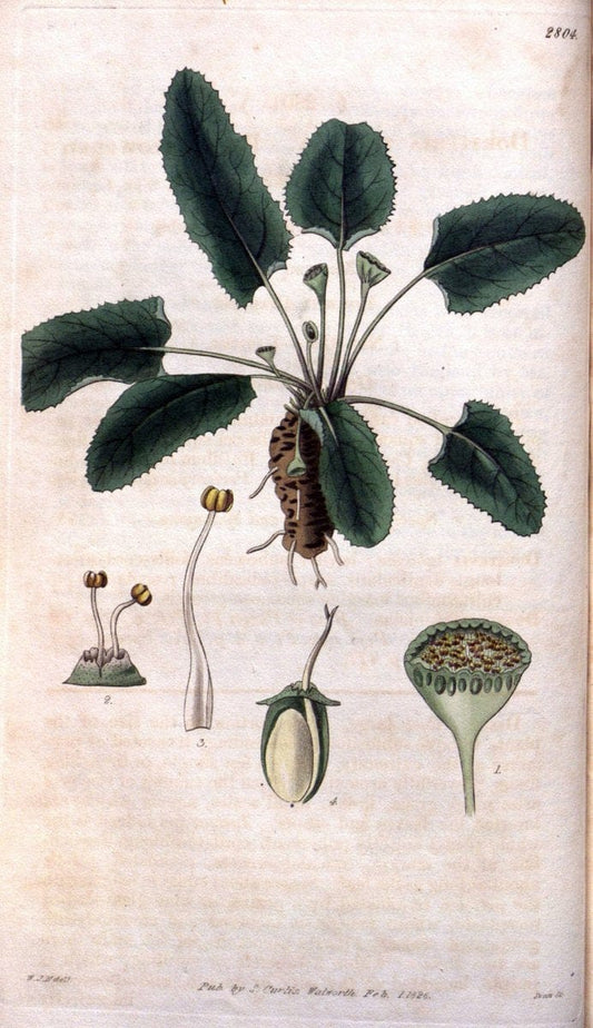 Curtis's botanical magazine. London ; New York [etc.] :Academic Press [etc.]. | "Botanical illustration" Botany Periodicals "Pictorial works" "Plants, Ornamental"  | Vintage Print Reproduction 452154