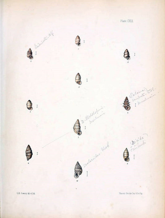 Conchologia indica,.London,1870-1876.. |  | Vintage Print Reproduction 452156