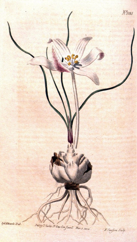 Curtis's botanical magazine. London ; New York [etc.] :Academic Press [etc.]. | "Botanical illustration" Botany Periodicals "Pictorial works" "Plants, Ornamental"  | Vintage Print Reproduction 452158