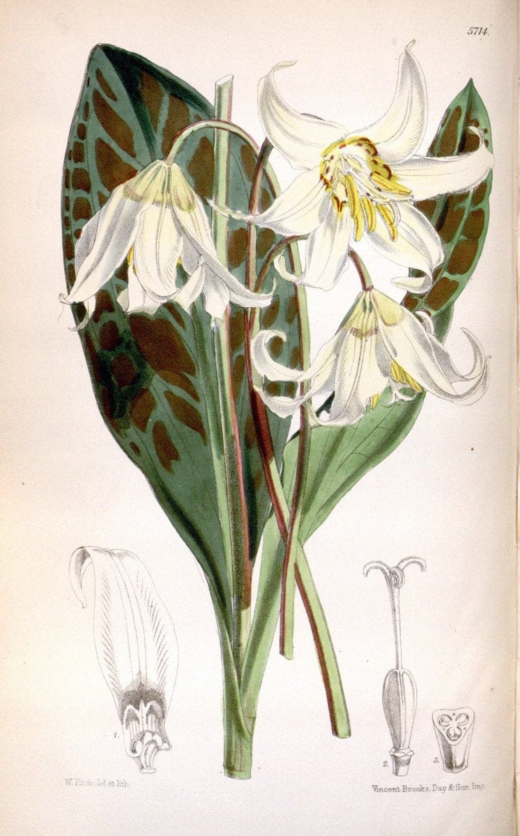 Curtis's botanical magazine. London ; New York [etc.] :Academic Press [etc.]. | "Botanical illustration" Botany Periodicals "Pictorial works" "Plants, Ornamental"  | Vintage Print Reproduction 452159