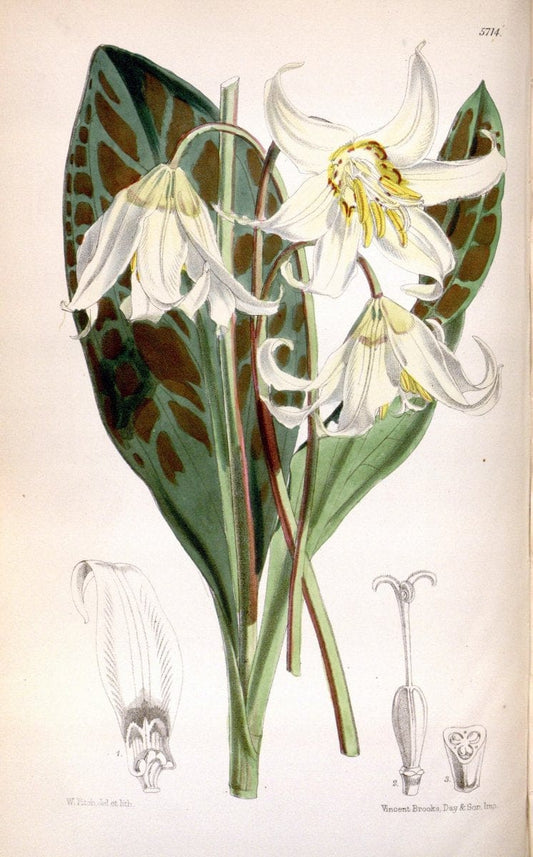 Curtis's botanical magazine. London ; New York [etc.] :Academic Press [etc.]. | "Botanical illustration" Botany Periodicals "Pictorial works" "Plants, Ornamental"  | Vintage Print Reproduction 452159