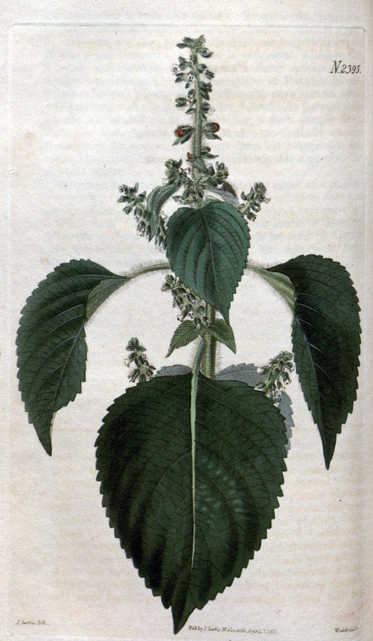 Curtis's botanical magazine. London ; New York [etc.] :Academic Press [etc.]. | "Botanical illustration" Botany Periodicals "Pictorial works" "Plants, Ornamental"  | Vintage Print Reproduction 452160