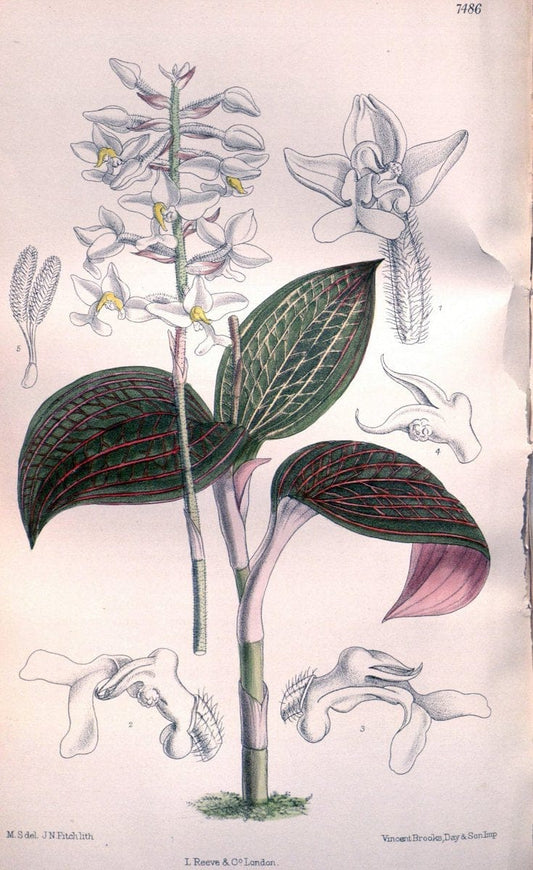 Curtis's botanical magazine. London ; New York [etc.] :Academic Press [etc.]. | "Botanical illustration" Botany Periodicals "Pictorial works" "Plants, Ornamental"  | Vintage Print Reproduction 452161