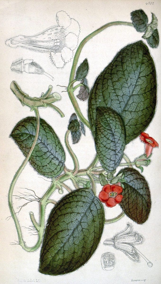Curtis's botanical magazine. London ; New York [etc.] :Academic Press [etc.]. | "Botanical illustration" Botany Periodicals "Pictorial works" "Plants, Ornamental"  | Vintage Print Reproduction 452162