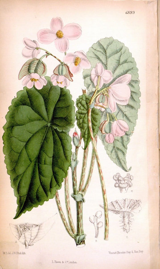 Curtis's botanical magazine. London ; New York [etc.] :Academic Press [etc.]. | "Botanical illustration" Botany Periodicals "Pictorial works" "Plants, Ornamental"  | Vintage Print Reproduction 452163