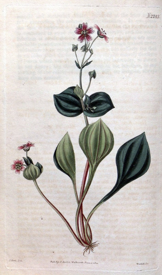 Curtis's botanical magazine. London ; New York [etc.] :Academic Press [etc.]. | "Botanical illustration" Botany Periodicals "Pictorial works" "Plants, Ornamental"  | Vintage Print Reproduction 452164