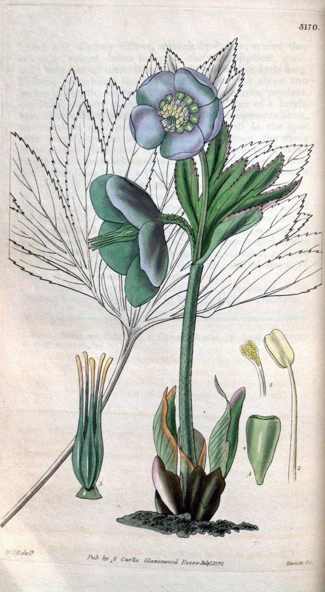 Curtis's botanical magazine. London ; New York [etc.] :Academic Press [etc.]. | "Botanical illustration" Botany Periodicals "Pictorial works" "Plants, Ornamental"  | Vintage Print Reproduction 452165