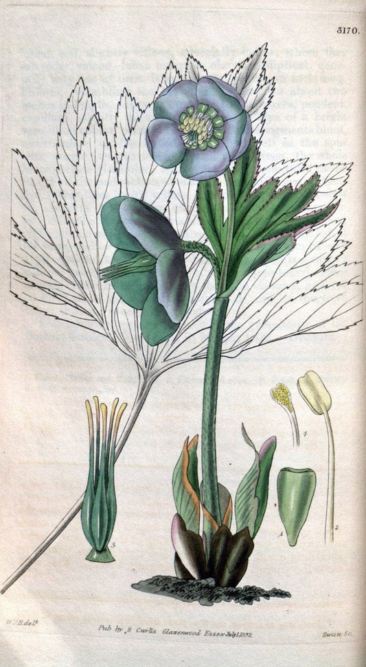 Curtis's botanical magazine. London ; New York [etc.] :Academic Press [etc.]. | "Botanical illustration" Botany Periodicals "Pictorial works" "Plants, Ornamental"  | Vintage Print Reproduction 452165