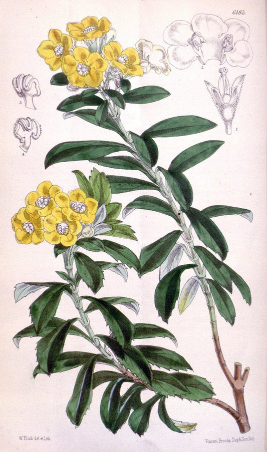 Curtis's botanical magazine. London ; New York [etc.] :Academic Press [etc.]. | "Botanical illustration" Botany Periodicals "Pictorial works" "Plants, Ornamental"  | Vintage Print Reproduction 452166