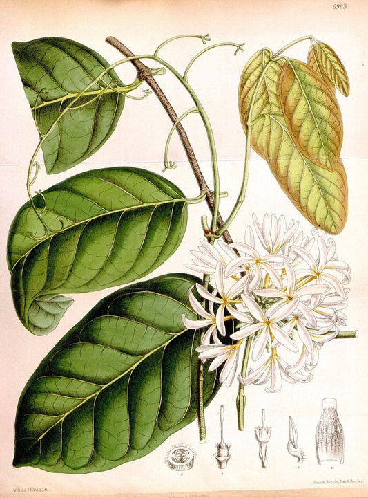Curtis's botanical magazine. London ; New York [etc.] :Academic Press [etc.]. | "Botanical illustration" Botany Periodicals "Pictorial works" "Plants, Ornamental"  | Vintage Print Reproduction 452167