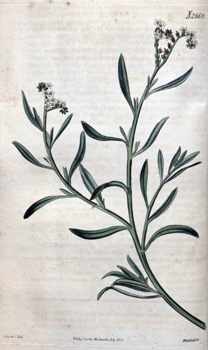 Curtis's botanical magazine. London ; New York [etc.] :Academic Press [etc.]. | "Botanical illustration" Botany Periodicals "Pictorial works" "Plants, Ornamental"  | Vintage Print Reproduction 452168