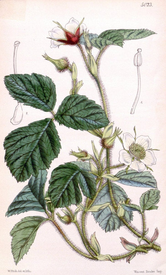 Curtis's botanical magazine. London ; New York [etc.] :Academic Press [etc.]. | "Botanical illustration" Botany Periodicals "Pictorial works" "Plants, Ornamental"  | Vintage Print Reproduction 452169