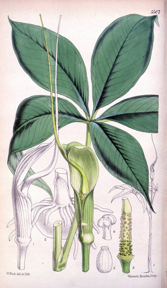 Curtis's botanical magazine..London ;New York [etc.] :Academic Press [etc.]. |  | Vintage Print Reproduction 452170