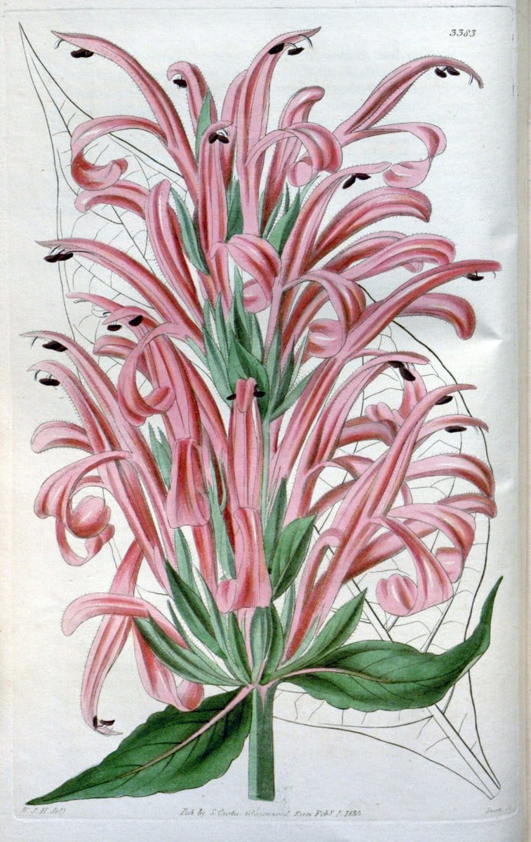 Curtis's botanical magazine. London ;New York [etc.] :Academic Press [etc.]. | Botany Periodicals "Pictorial works"  | Vintage Print Reproduction 452172
