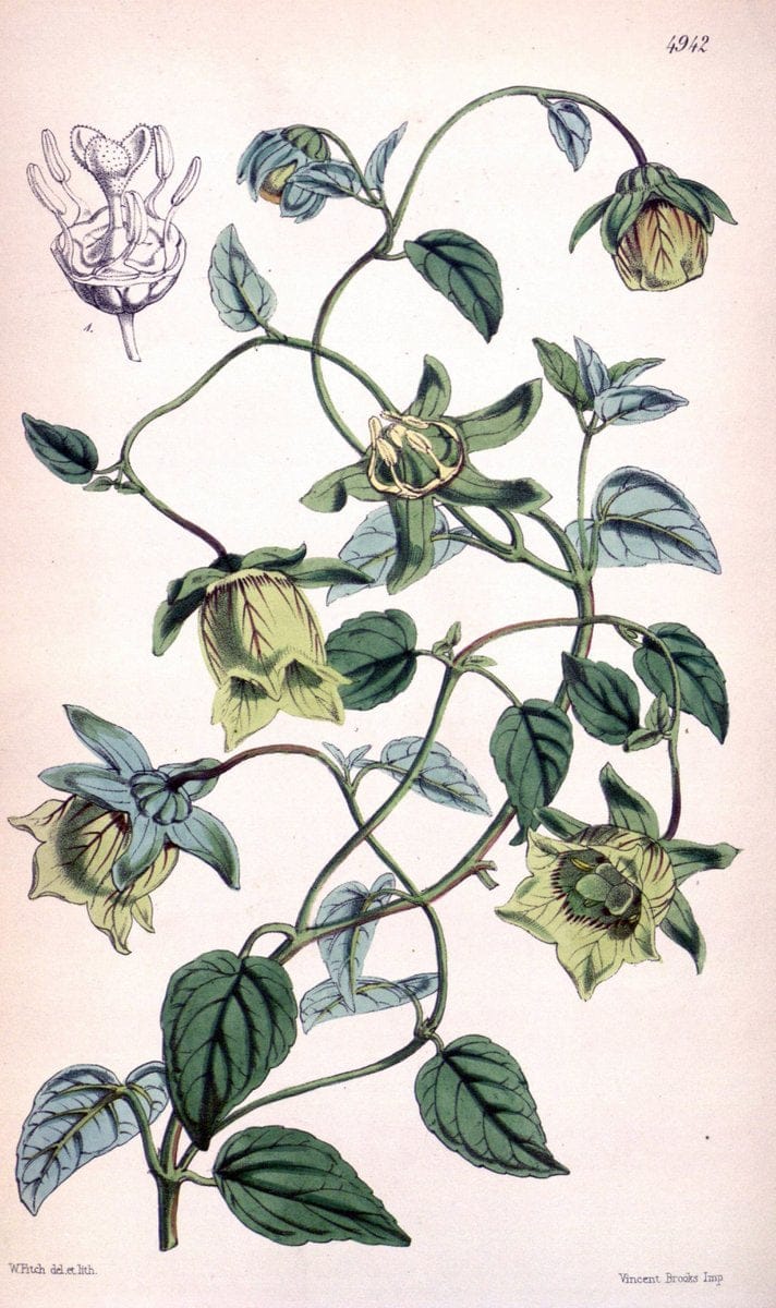 Curtis's botanical magazine. London ;New York [etc.] :Academic Press [etc.]. | Botany Periodicals "Pictorial works"  | Vintage Print Reproduction 452173