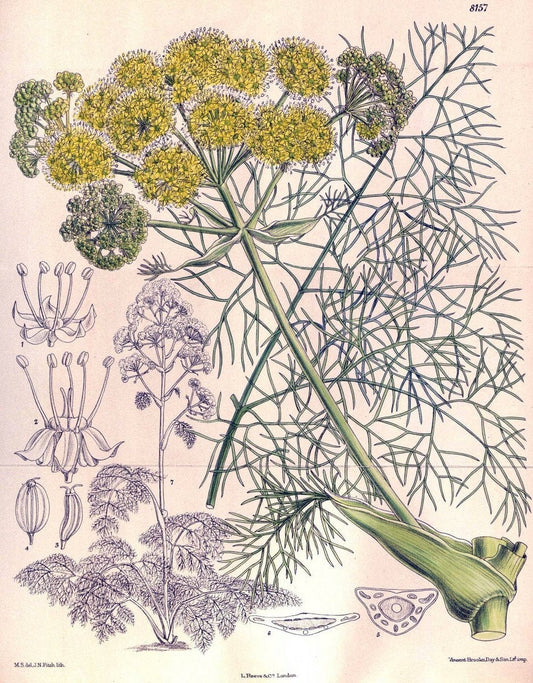 Curtis's botanical magazine. London ;New York [etc.] :Academic Press [etc.]. | Botany Periodicals "Pictorial works"  | Vintage Print Reproduction 452174