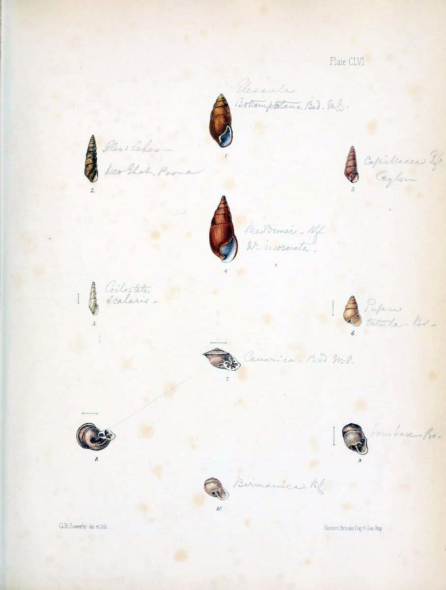 Conchologia indica,.London,1870-1876.. |  | Vintage Print Reproduction 452175