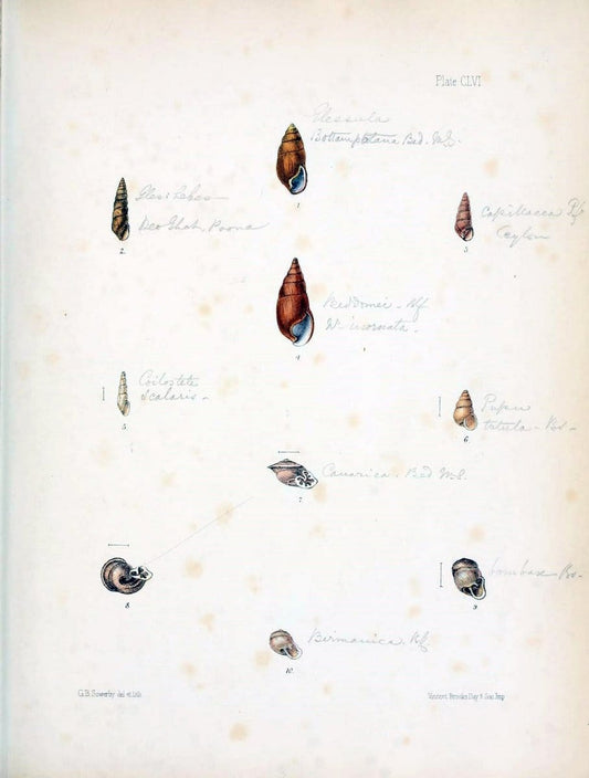 Conchologia indica,.London,1870-1876.. |  | Vintage Print Reproduction 452175
