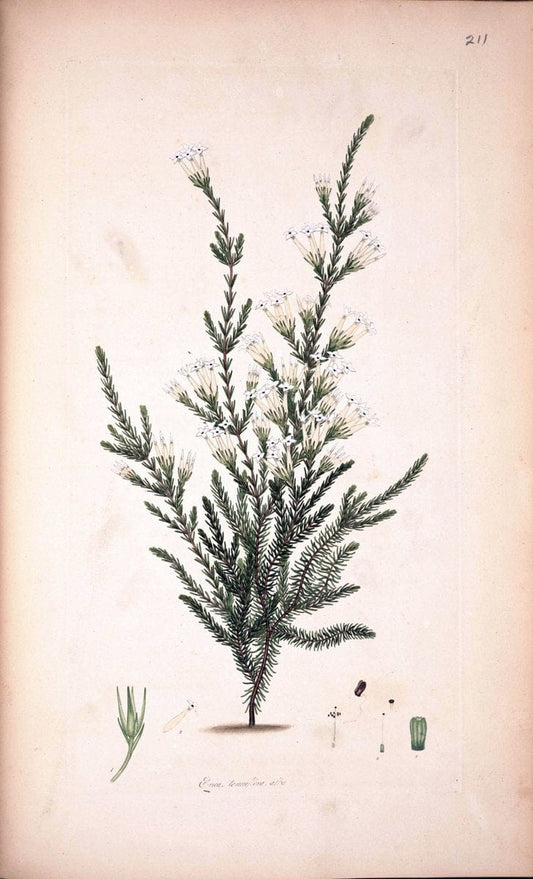 Coloured engravings of heaths :.London  | 1802 "19th century" Botany England Erica Ericaceae Etching "Graphic media :" Handcolored History "Pictorial works"  | Vintage Print Reproduction 452176
