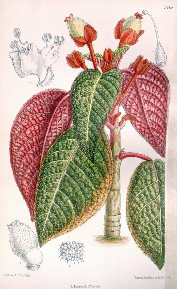 Curtis's botanical magazine. London ; New York [etc.] :Academic Press [etc.]. | "Botanical illustration" Botany Periodicals "Pictorial works" "Plants, Ornamental"  | Vintage Print Reproduction 452179