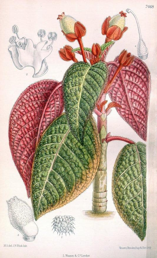 Curtis's botanical magazine. London ; New York [etc.] :Academic Press [etc.]. | "Botanical illustration" Botany Periodicals "Pictorial works" "Plants, Ornamental"  | Vintage Print Reproduction 452179