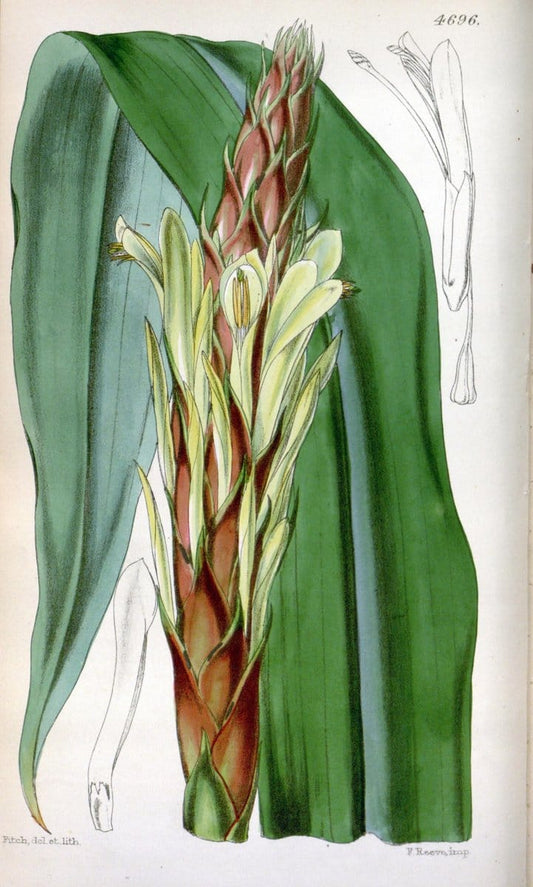 Curtis's botanical magazine. London ; New York [etc.] :Academic Press [etc.]. | "Botanical illustration" Botany Periodicals "Pictorial works" "Plants, Ornamental"  | Vintage Print Reproduction 452180