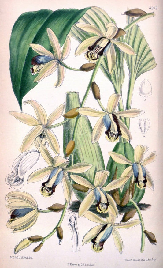 Curtis's botanical magazine. London ; New York [etc.] :Academic Press [etc.]. | "Botanical illustration" Botany Periodicals "Pictorial works" "Plants, Ornamental"  | Vintage Print Reproduction 452181