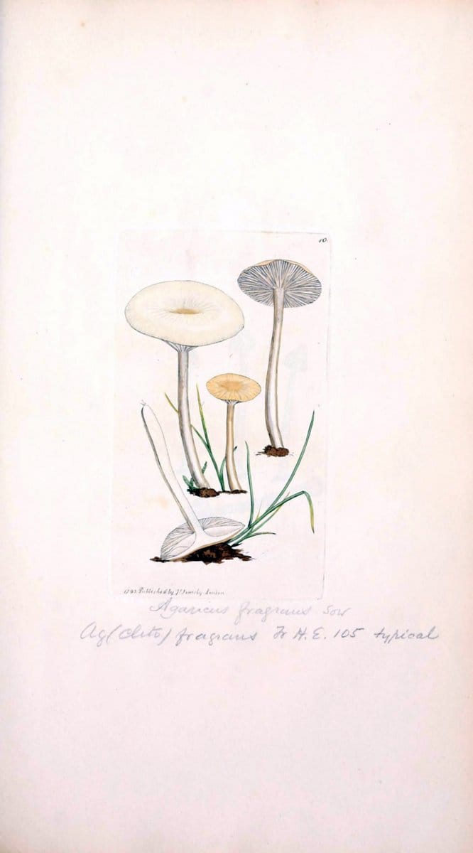 Coloured figures of English fungi or mushrooms. London,Printed by J. Davis,1797-[1809]. | England Mushrooms  | Vintage Print Reproduction 452182