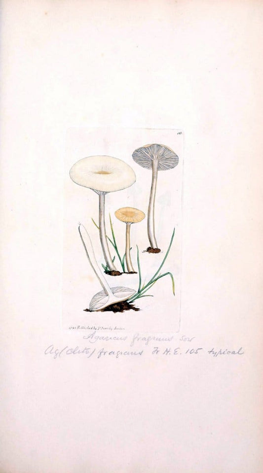 Coloured figures of English fungi or mushrooms. London,Printed by J. Davis,1797-[1809]. | England Mushrooms  | Vintage Print Reproduction 452182