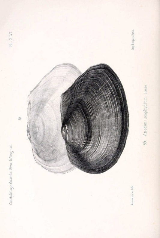 Conchyliologie fluviatile de la province de Nanking et de la Chine centrale /.Paris :Savy,[1875-1885]. | China Mollusks "Nanjing (Jiangsu Sheng)"  | Vintage Print Reproduction 452183