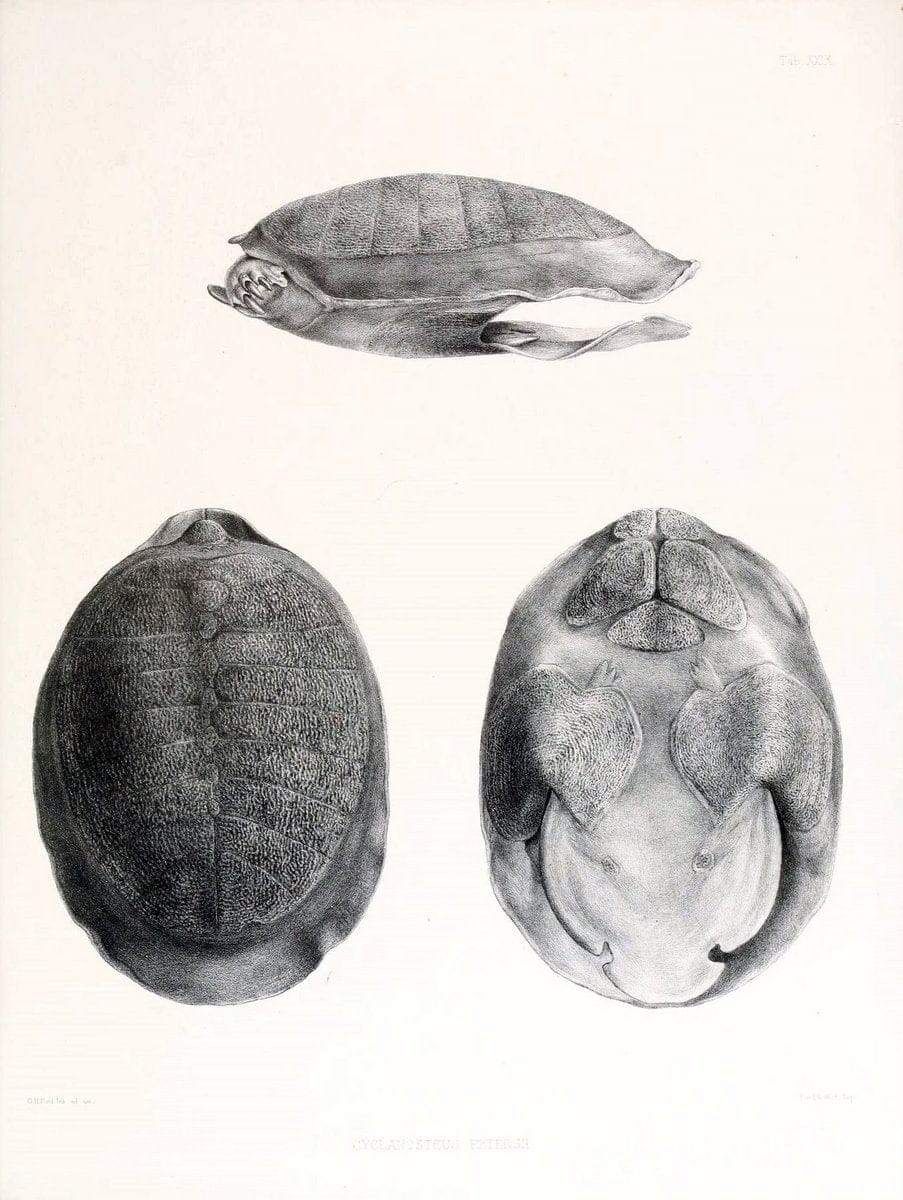 Catalogue of shield reptiles in the collection of the British Museum /.London :Printed by order of the Trustees,1855-1872.  | Vintage Print Reproduction 452184