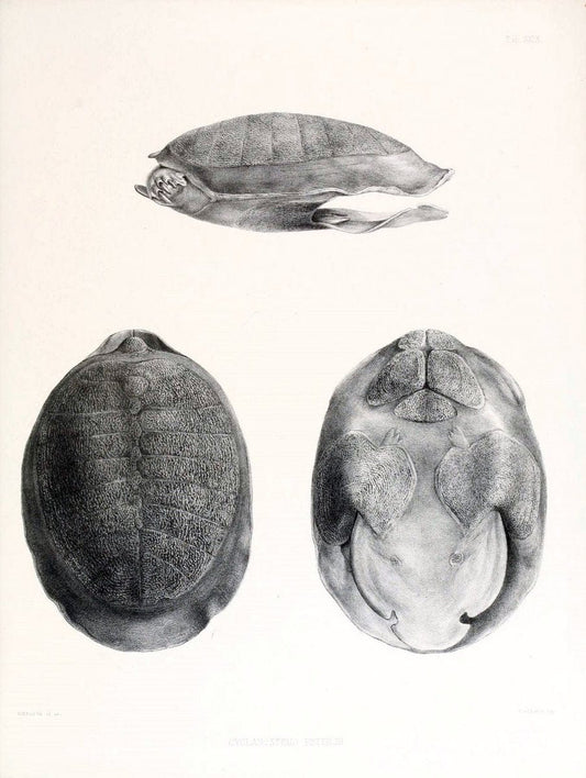 Catalogue of shield reptiles in the collection of the British Museum /.London :Printed by order of the Trustees,1855-1872.  | Vintage Print Reproduction 452184