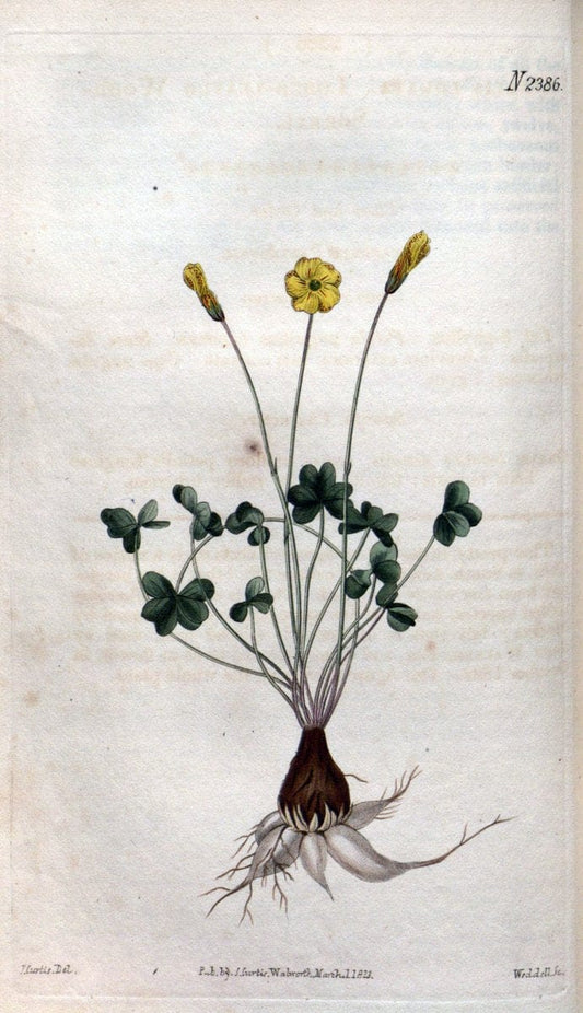 Curtis's botanical magazine. London ; New York [etc.] :Academic Press [etc.]. | "Botanical illustration" Botany Periodicals "Pictorial works" "Plants, Ornamental"  | Vintage Print Reproduction 452187