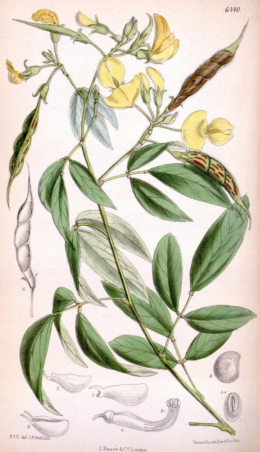 Curtis's botanical magazine. London ; New York [etc.] :Academic Press [etc.]. | "Botanical illustration" Botany Periodicals "Pictorial works" "Plants, Ornamental"  | Vintage Print Reproduction 452188