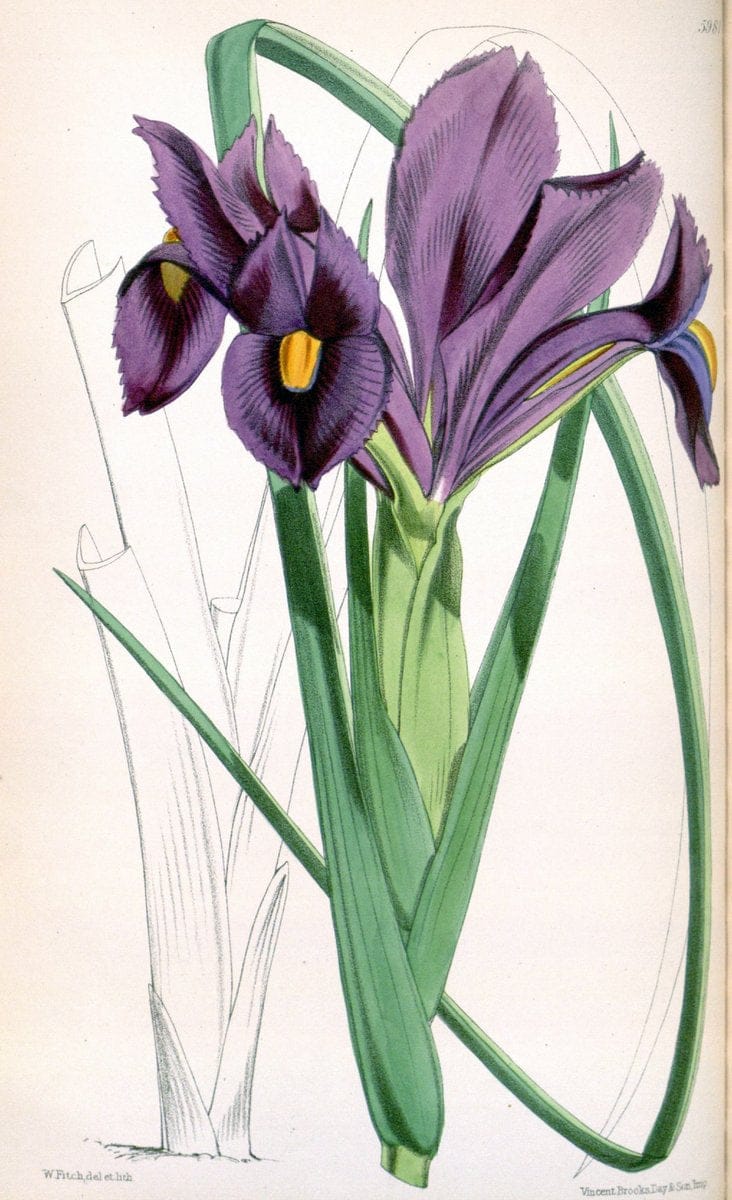 Curtis's botanical magazine. London ; New York [etc.] :Academic Press [etc.]. | "Botanical illustration" Botany Periodicals "Pictorial works" "Plants, Ornamental"  | Vintage Print Reproduction 452189