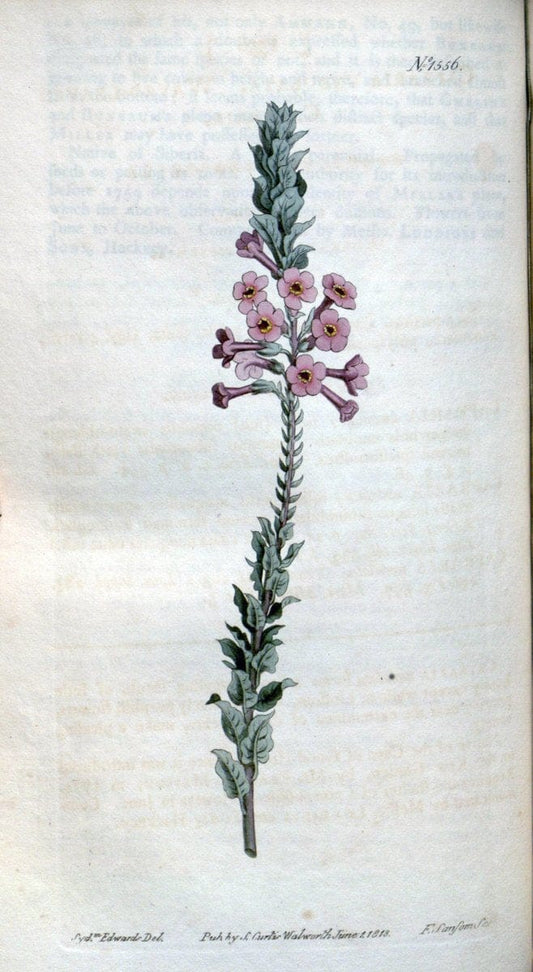 Curtis's botanical magazine. London ; New York [etc.] :Academic Press [etc.]. | "Botanical illustration" Botany Periodicals "Pictorial works" "Plants, Ornamental"  | Vintage Print Reproduction 452191