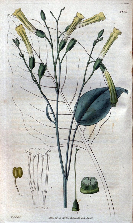 Curtis's botanical magazine. London ; New York [etc.] :Academic Press [etc.]. | "Botanical illustration" Botany Periodicals "Pictorial works" "Plants, Ornamental"  | Vintage Print Reproduction 452192