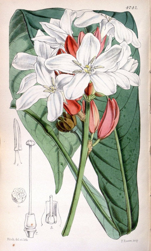 Curtis's botanical magazine. London ; New York [etc.] :Academic Press [etc.]. | "Botanical illustration" Botany Periodicals "Pictorial works" "Plants, Ornamental"  | Vintage Print Reproduction 452194