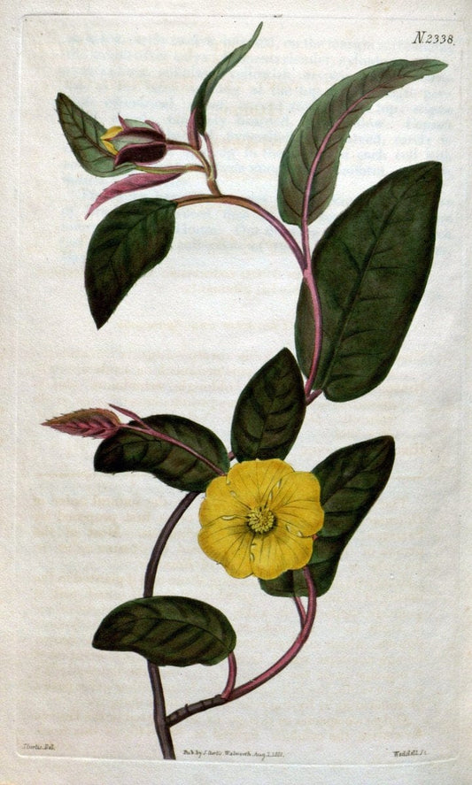 Curtis's botanical magazine. London ; New York [etc.] :Academic Press [etc.]. | "Botanical illustration" Botany Periodicals "Pictorial works" "Plants, Ornamental"  | Vintage Print Reproduction 452195