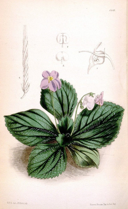 Curtis's botanical magazine. London ; New York [etc.] :Academic Press [etc.]. | "Botanical illustration" Botany Periodicals "Pictorial works" "Plants, Ornamental"  | Vintage Print Reproduction 452196