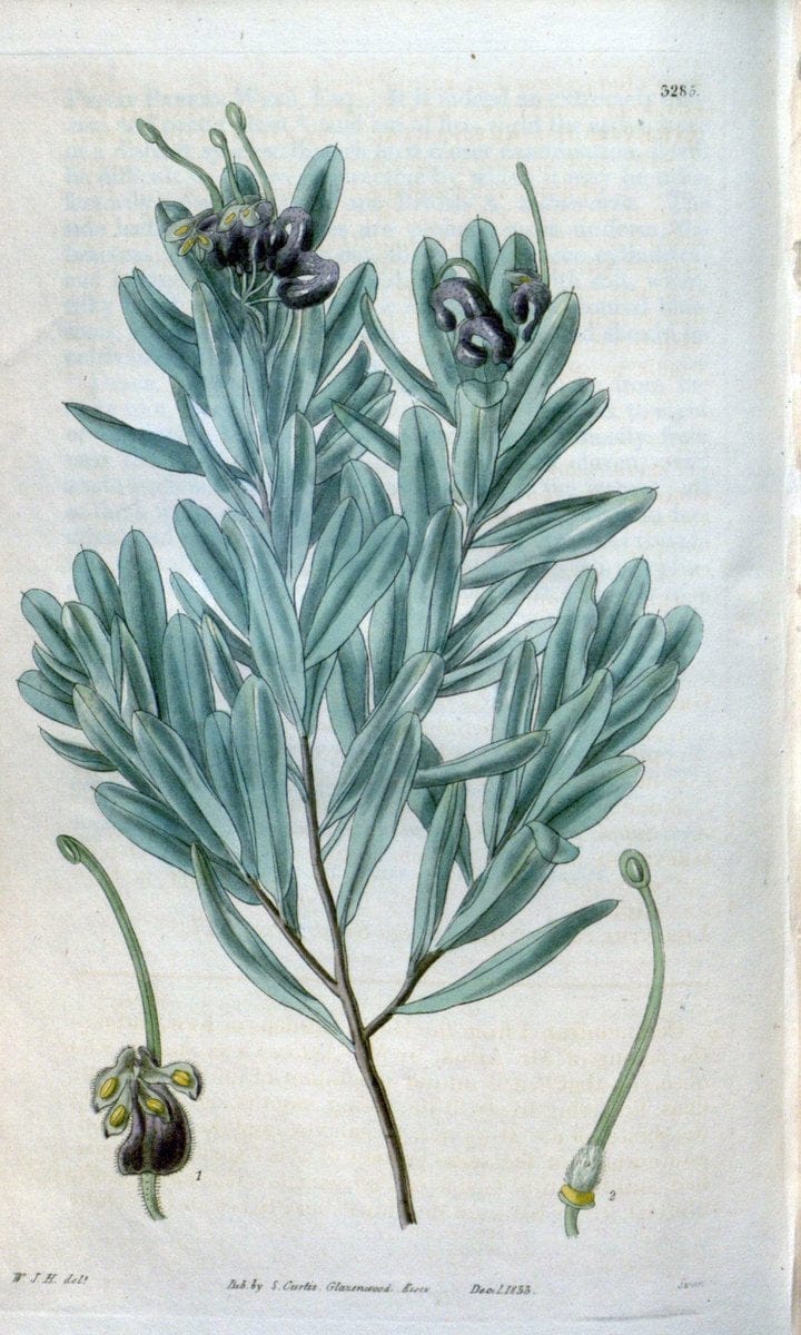 Curtis's botanical magazine. London ; New York [etc.] :Academic Press [etc.]. | "Botanical illustration" Botany Periodicals "Pictorial works" "Plants, Ornamental"  | Vintage Print Reproduction 452199