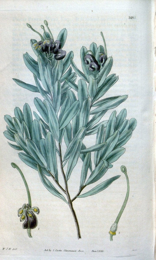Curtis's botanical magazine. London ; New York [etc.] :Academic Press [etc.]. | "Botanical illustration" Botany Periodicals "Pictorial works" "Plants, Ornamental"  | Vintage Print Reproduction 452199